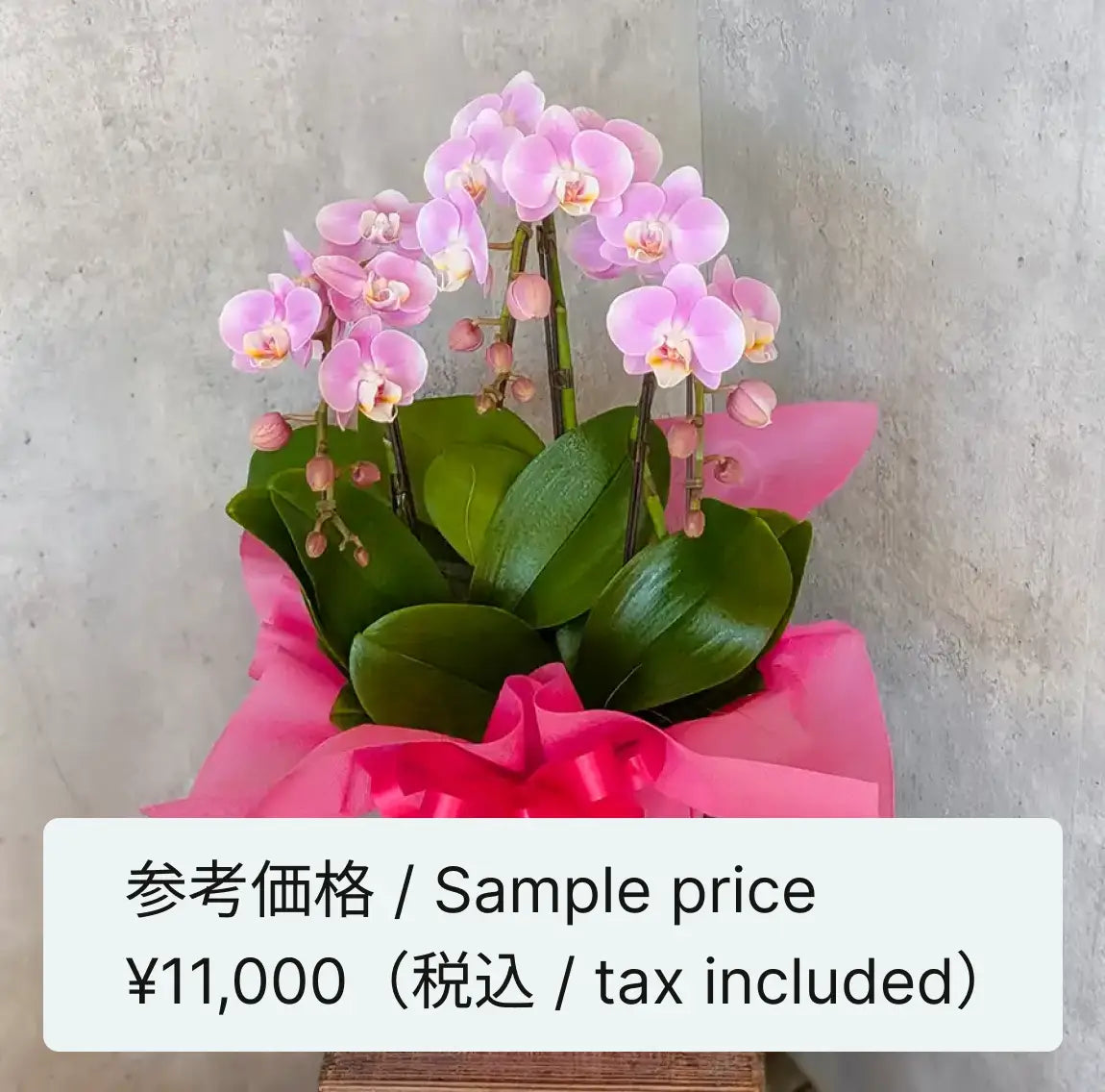 胡蝶蘭