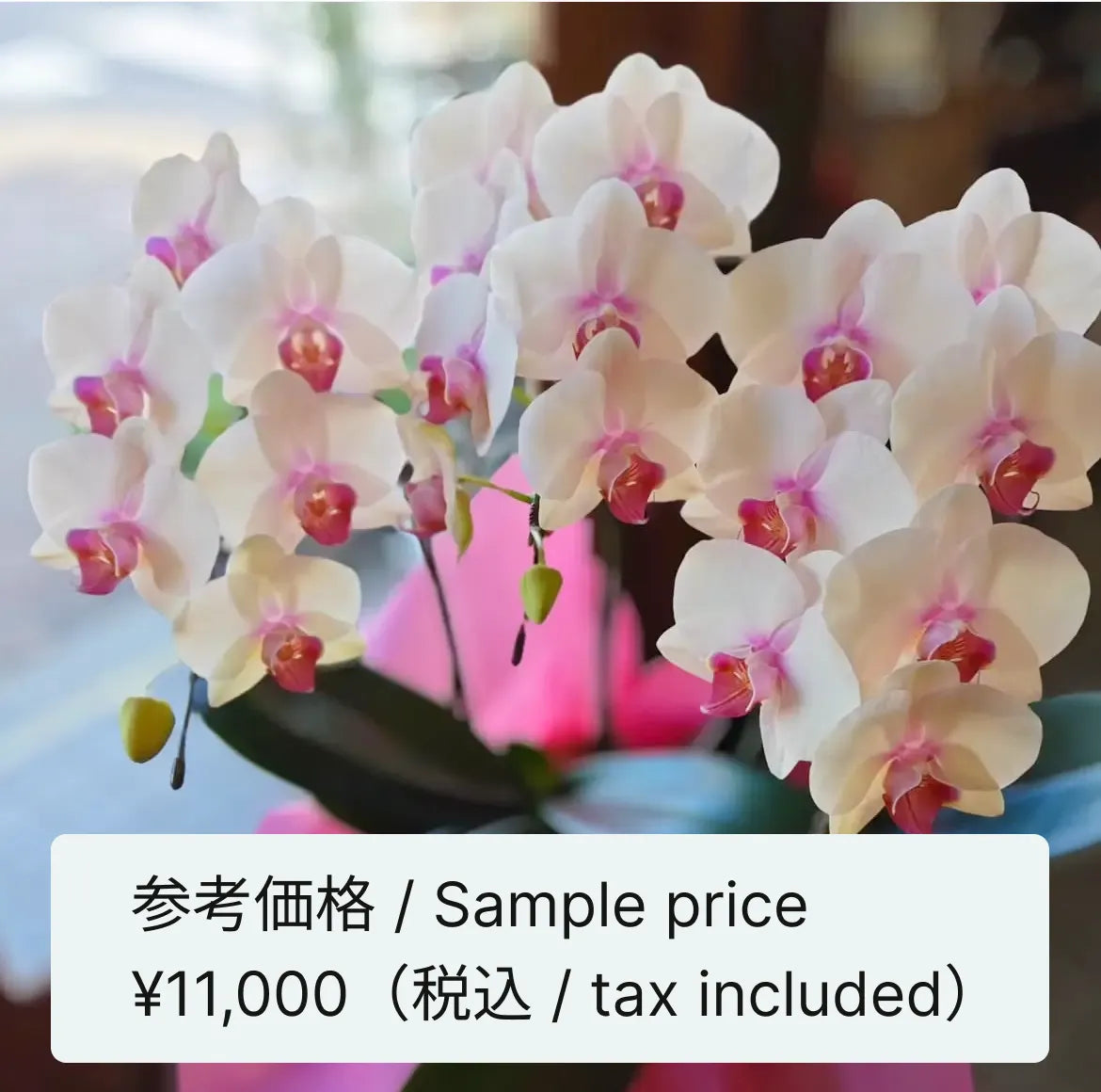 胡蝶蘭