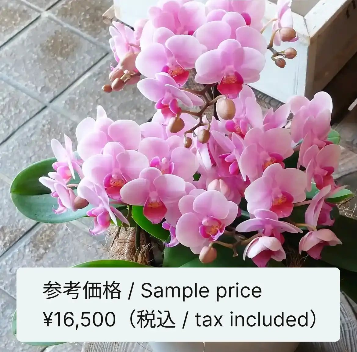 胡蝶蘭