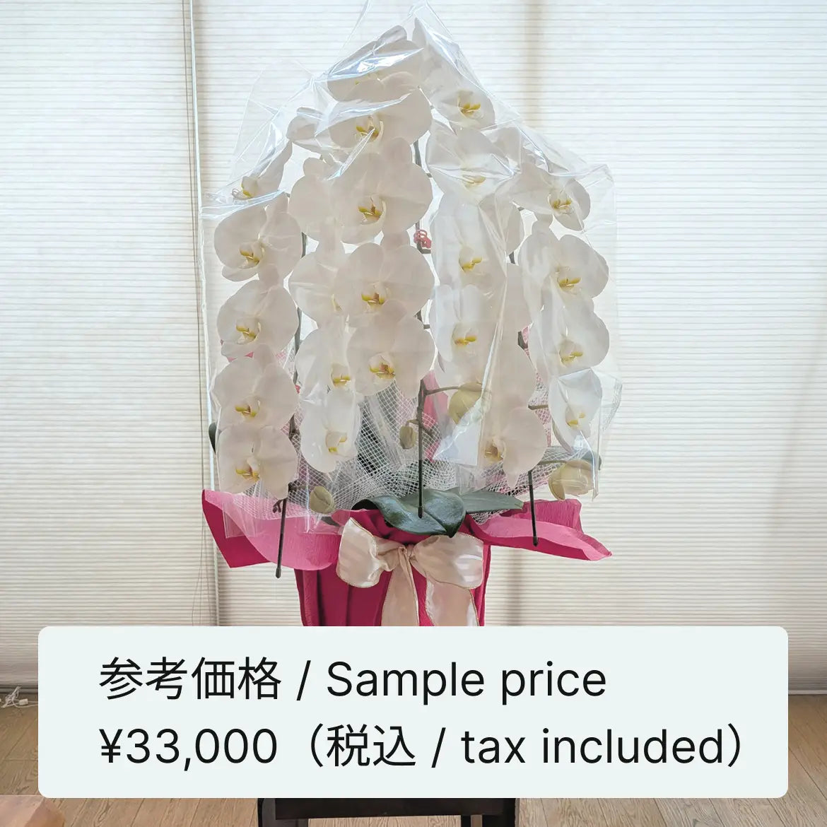 胡蝶蘭
