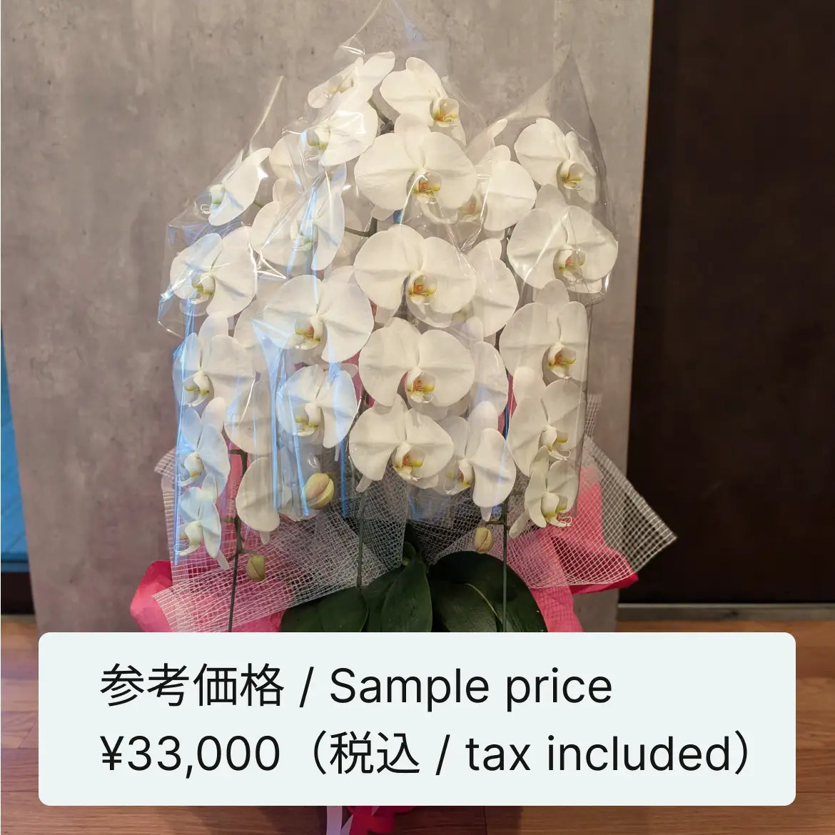 胡蝶蘭