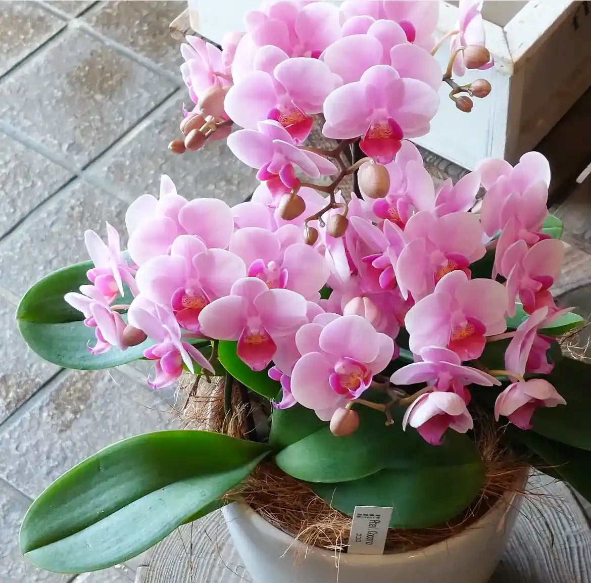 胡蝶蘭