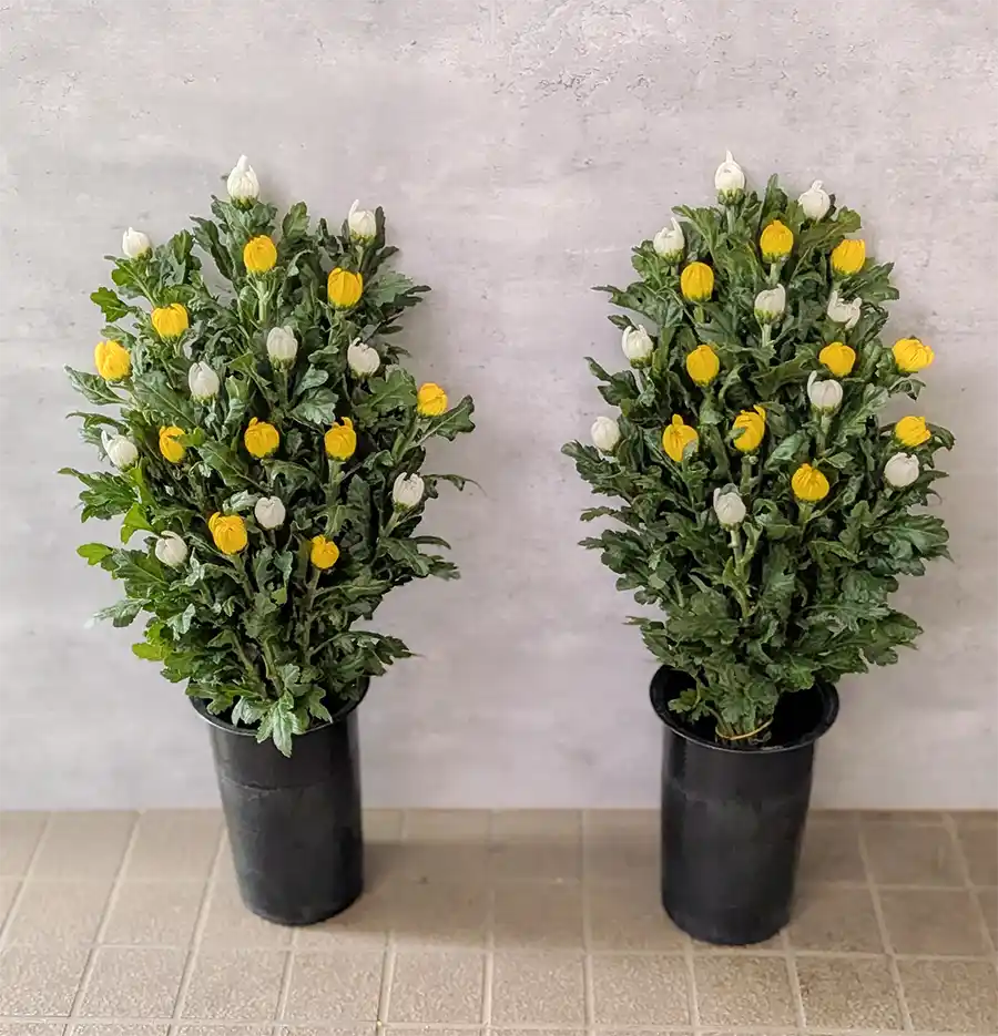お供えの花