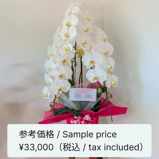 胡蝶蘭